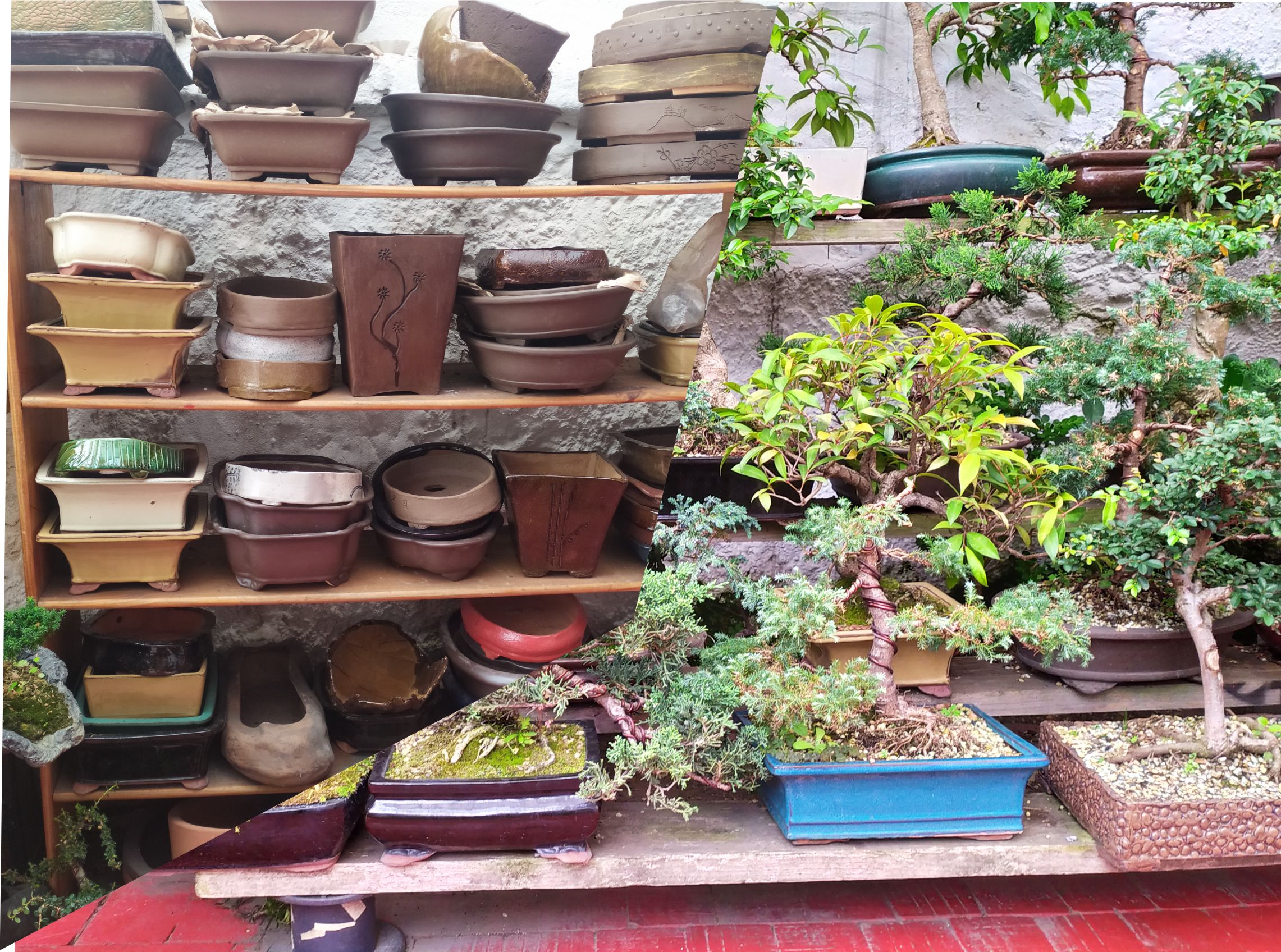 Credencial Caso tanque 盆栽 Mistura Colombia - Bonsai, servicio de venta y mantenimiento,  accesorios, herramientas, Pei jin, jardin zen, jardin japones.